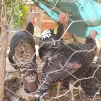 مرغ خروس کلین و پاکوتاه بوقلمون ماده|حیوانات مزرعه|اندیمشک, |دیوار