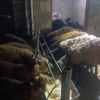 میش افشاری اصل|حیوانات مزرعه|زارچ, |دیوار