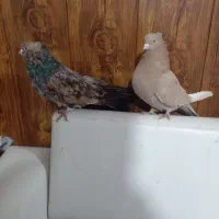 کفتر زیبا|پرنده|تهران, تهرانپارس جنوبی|دیوار