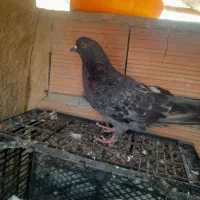 کفتر|پرنده|آق قلا, |دیوار