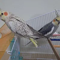 یک جفت عروس هلندی