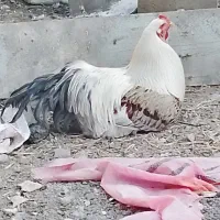 مرغ و خروس معاوضه با بره