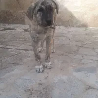 توله سگ|سگ|رضویه, |دیوار