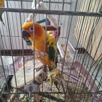 دو عدد طوطی خورشیدی سرحال و با کیفیت