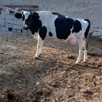 گاو آبستن شیر بالا|حیوانات مزرعه|اسفراین, |دیوار