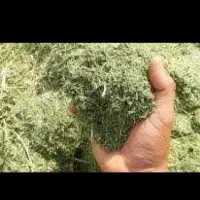 کاه گلنگار