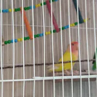 طوطی کوتوله نر و ماده سرحال همراه قفس و تجهیزات