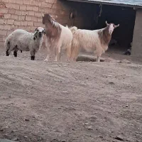 گوسفند بره وکهر نرنده