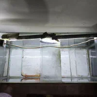 آکواریوم طول 100|ماهی|خمینیشهر, |دیوار