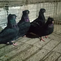زاغ آبادانی