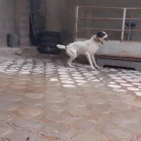سگ ماده