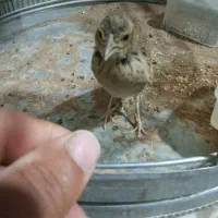 سهره خاکی فوق دستی