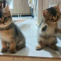 بریتیش بلک گلد