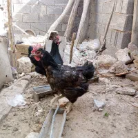 فروش مرغ سیاه برای قربانی و جوجه محلی|حیوانات مزرعه|خرم بید, |دیوار