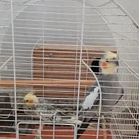 عروس هلندی مولد