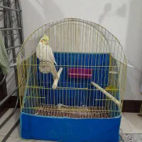 عروس هلندی|پرنده|شاهین‌شهر, گرگاب|دیوار