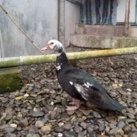 اردک اسراییلی