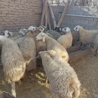 تعداد 18رس میش آبستن اکسرن مایه کردن|حیوانات مزرعه|جوین, |دیوار