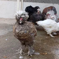 مرغ و خروس برهما و سلطان لهستانی|حیوانات مزرعه|جوادآباد, |دیوار