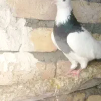 طوقی سیاه ماده