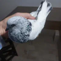 کبوتر  کفتر   ماده