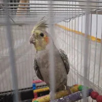 عروس سیامون‌نر