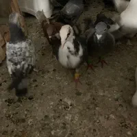 کفتر شهرستانی رنگی|پرنده|فردیس, خیام شرقی|دیوار