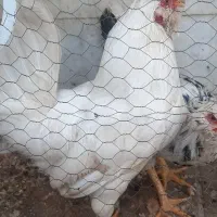 خروس