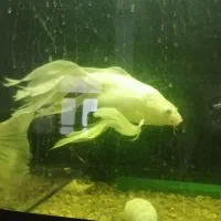 ماهی کوی سوپربال