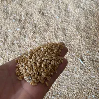 بذر گندم سال اول