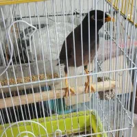 مینا|پرنده|اصفهان, کنگاز|دیوار