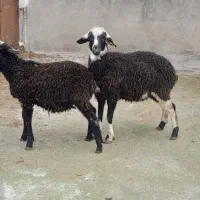 2عدد بره|حیوانات مزرعه|نوشهر, |دیوار