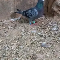 کبوتر|پرنده|قوچان, |دیوار