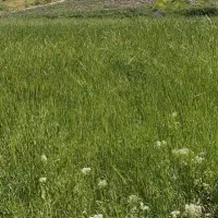 گروه پنج نفره کار کشاورزی