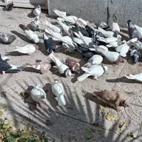 کبوتر نقشی شهرضا|پرنده|شهرضا, |دیوار