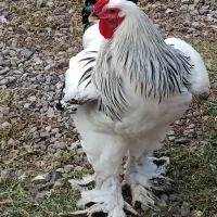 تخم نطفه دار وجوجه برهما لایت اصیل...چیرانی