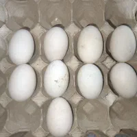 تخم مرغ اردک