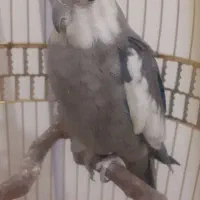 عروس هلندی وایت فیس سخنگو