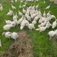 بوقلمون بیوتی B6|پرنده|سنگر, |دیوار