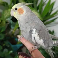 عروس هلندی گمشده