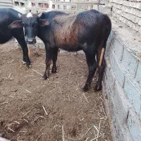 گاومیش حشوا