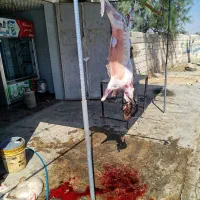 گوشت کهره بره کلر جیگر کله