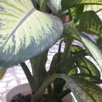 حراج گل|گل و گیاه طبیعی|بابل, |دیوار