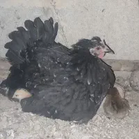 مرغ گلین لری کرچ کپ سهره قناری کبوتر سربری|حیوانات مزرعه|اصفهان, لاله|دیوار