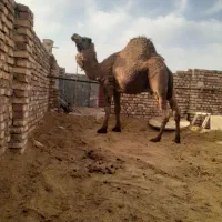 شتر وزن سنگین