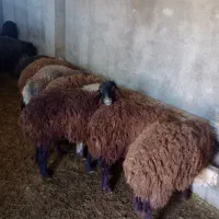 بره نر پای پروار و چاق فشندی