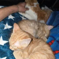 واگذاری دو بچه گربه نارنجی|گربه|قرچک, مهدیه|دیوار