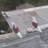 کبوتر نوک ریز تیپی|پرنده|رامیان, |دیوار