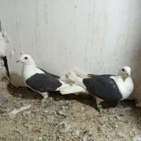 جفت پشتی سیاه گراف میزون