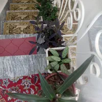 گلدان بزرگها 200کوچکها 150